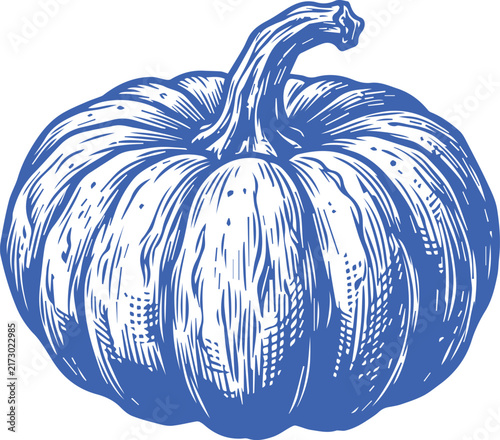 Detailed blue hand drawn engraving style pumpkin vegetable vector illustration with white background vegetable engraving illustration thanksgiving halloween agriculture isolated monochrome