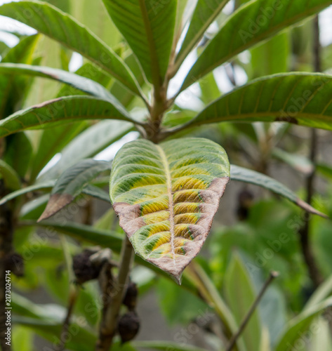 Damaged Leaf Among Green Foliage