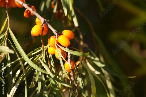Canvastavla sea buckthorn berries on branch among green leaves, soft bokeh background and vi