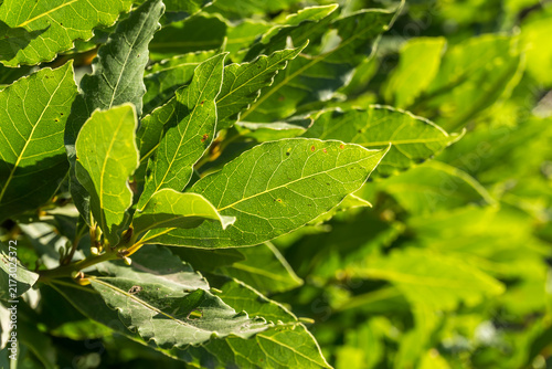 Bay Laurel Leaves in Sunlight