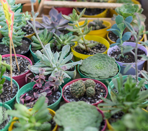 Colorful Collection of Potted Succulent Plants and Cacti