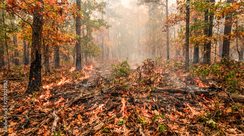 Incendio forestal que avanza lentamente consumiendo la hojarasca seca y el suelo del bosque entre humo y llamas.