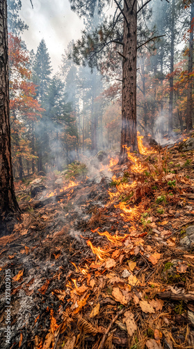 Incendio forestal que avanza lentamente consumiendo la hojarasca seca y el suelo del bosque entre humo y llamas.