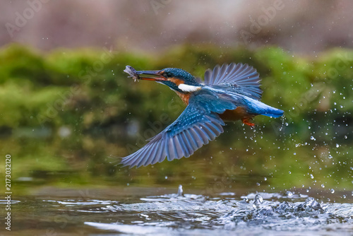 Photography Eisvogel (Alcedo atthis) Weibchen