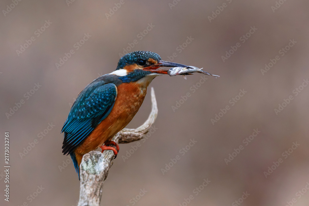 Fototapeta premium Eisvogel (Alcedo atthis) Weibchen