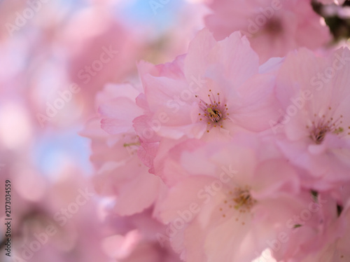 晴れた4月に美しく咲いたピンク色の桜の花「紅豊（ベニユタカ）」