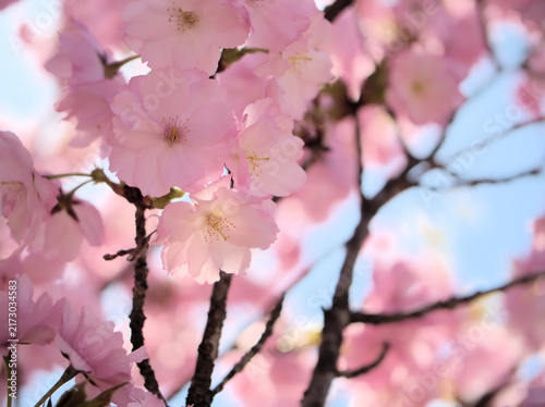 晴れた4月に美しく咲いたピンク色の桜の花「紅豊（ベニユタカ）」