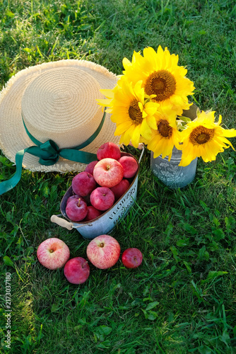 fresh crop apples in basket, bouquet of sunflowers and straw hat on green meadow, natural background.  still life with sunflowers in garden. symbol of harvest, summer end, autumn season beginning