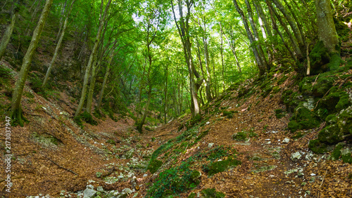Obraz na plátně Hiking in the beech forest of Val di Ranco - Umbria - Italy