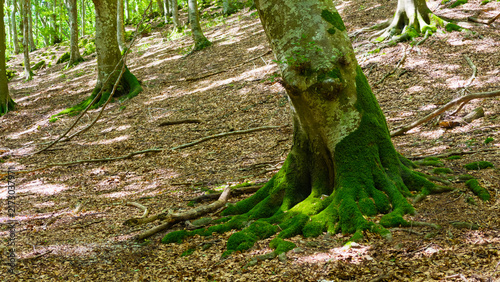 Obraz na plátně Hiking in the beech forest of Val di Ranco - Umbria - Italy