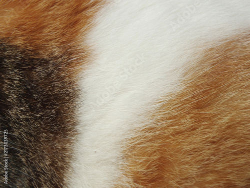 Fotografía fur background, copy space, fur, texture, hair, pattern, white, skin, abstract,