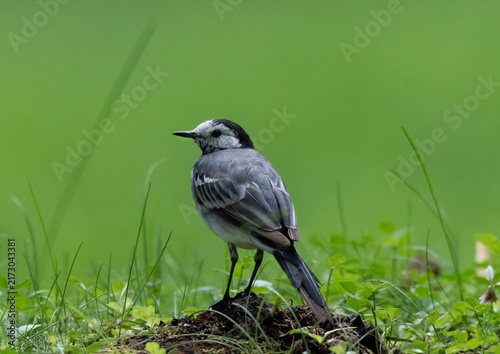 Foto White Wagtail in the Green Grass