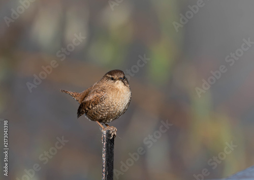 Konstfotografi A Proud Little Wren