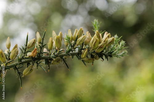 фотографія Gorse plant stem showing green seed pods