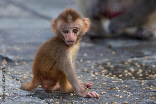 Photography Rhesus Macaque in premises of Swoyambhu in Kathmandu