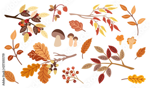 Autumn nature set. Hand drawn flat vector. Berry harvest. Fall mood. Tree branches with yellow and red leaves. Forest mushrooms. Color illustration.