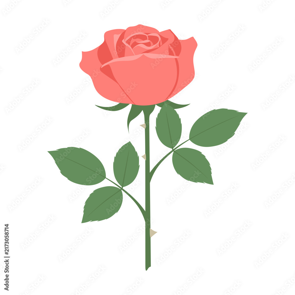 Obraz premium Pink rose flower vector illustration with green stem and leaves on white background