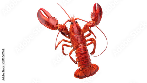 Photography Single fresh raw red lobster crustacean seafood ingredient isolated on a white b