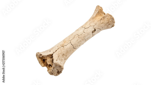 Single clean white animal bone specimen anatomy element isolated on a white background