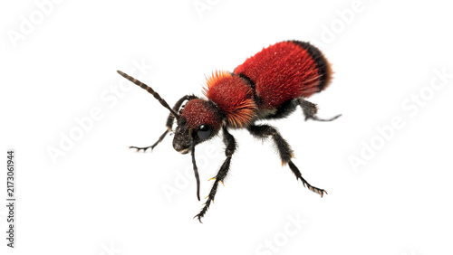 Bild auf Leinwand Small red and black beetle crawling insect macro portrait isolated on white back