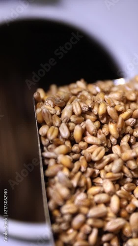 Vertical shot. Close up of wheat kernels being poured from a metal scoop into an industrial mill for grinding, showcasing the initial stage of flour production and agricultural processing