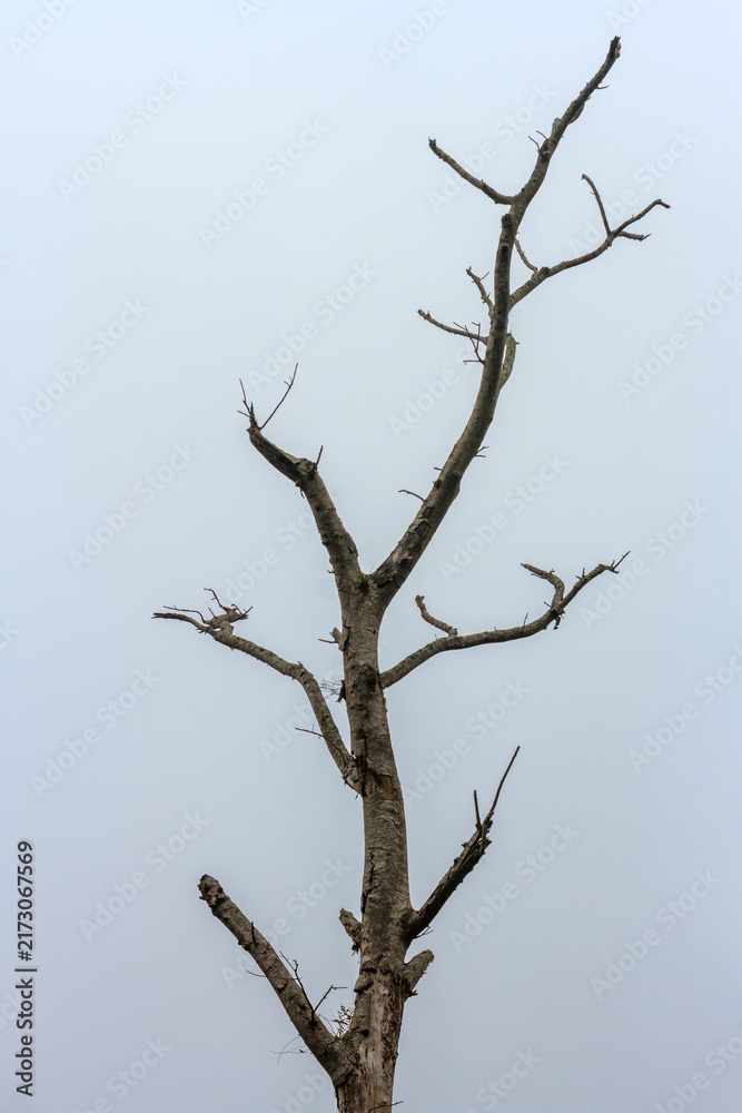 Obraz premium Isolated bare tree silhouette against a dense white foggy sky.