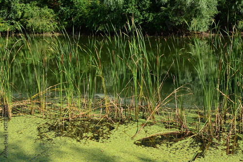 Cattails and Green Algae in Wetland Pond, close up,copy space