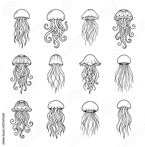 Diverse Jellyfish illustrations with delicate tentacles on a clean white background for marine biology themes
