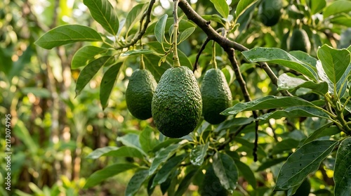 Ripe green avocados hanging from a tree branch in a lush tropical orchard during the bright daytime