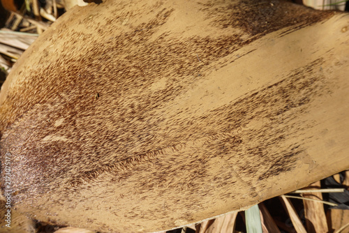 Foto Weathered bark shows deep brown, textured patterns