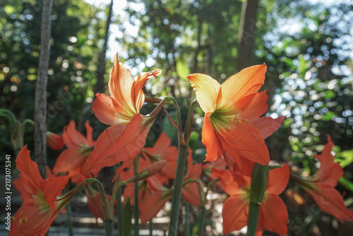 Fotografía This close-up photo shows a perfectly blooming orange amaryllis lily in the sunlight against a blurry backdrop of green trees