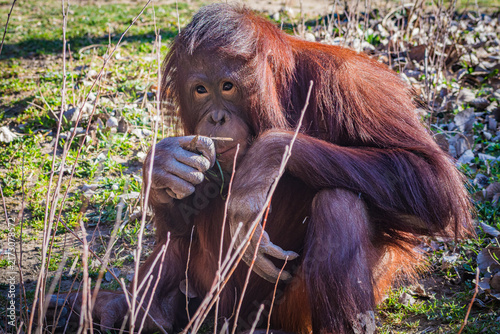 Photography Bornean orangutan (Pongo pygmaeus