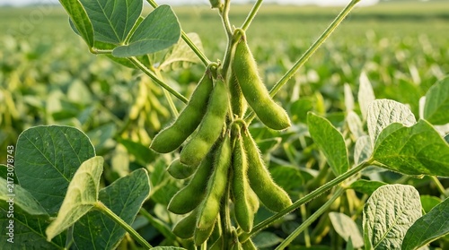 Young green soybean pods growing on stalks in a large agricultural field during a sunny afternoon