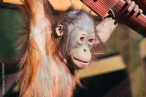 Cuadro en lienzo Bornean orangutan (Pongo pygmaeus