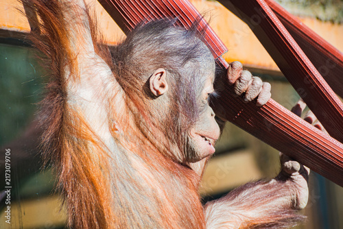 Принти на полотні Bornean orangutan (Pongo pygmaeus