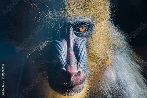 Tapety artystyczne mandrill 