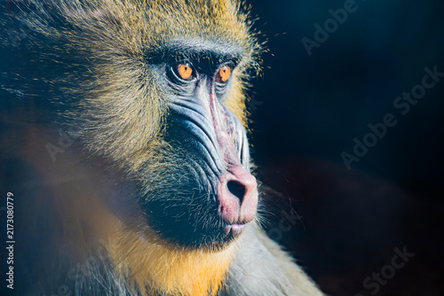 Obraz na płótnie mandrill 