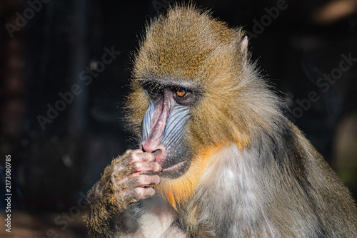 Photography mandrill (Mandrillus sphinx)