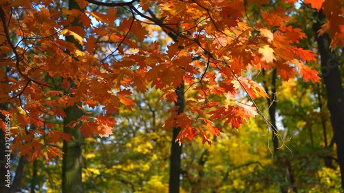 autumn in the park