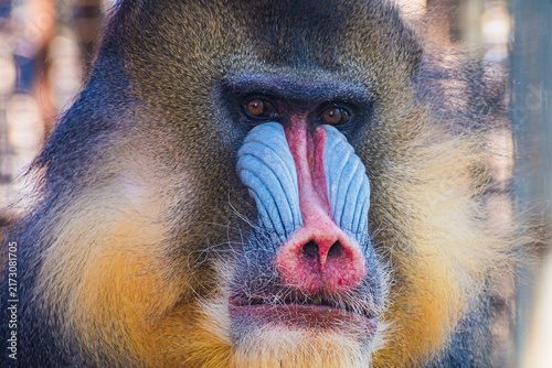 Sticker mandrill (Mandrillus sphinx)