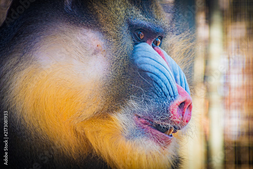 Obraz na płótnie mandrill 