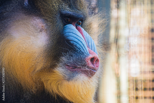 Obraz na płótnie mandrill 