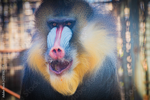 Obraz na płótnie mandrill 