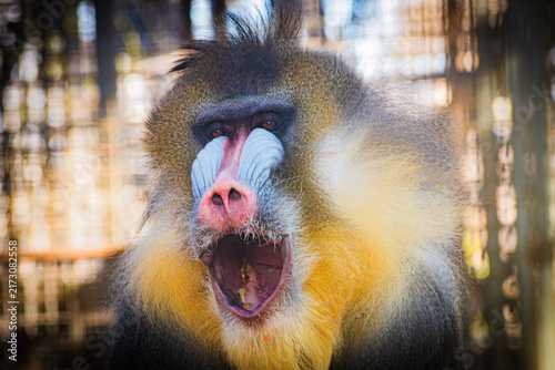 Obraz na płótnie mandrill 