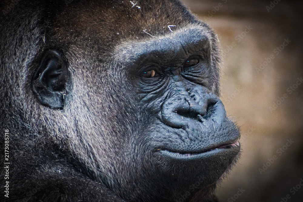 Fototapeta premium western lowland gorilla (Gorilla gorilla gorilla)
