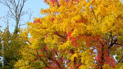 autumn leaves on a tree