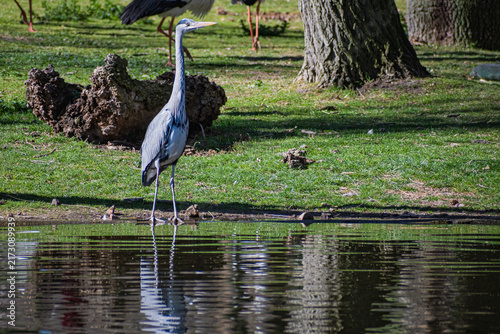 Obraz na płótnie Royal Heron