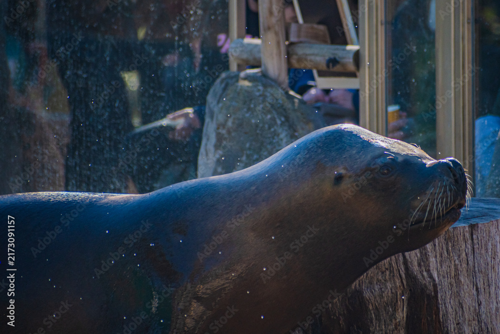 Fototapeta premium South American sea lion (Otaria flavescens)