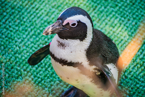 Obraz na płótnie African penguin (Spheniscus demersus)