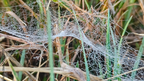 Bild auf Leinwand Intricate spider web covered with sparkling morning dew droplets among fresh gre